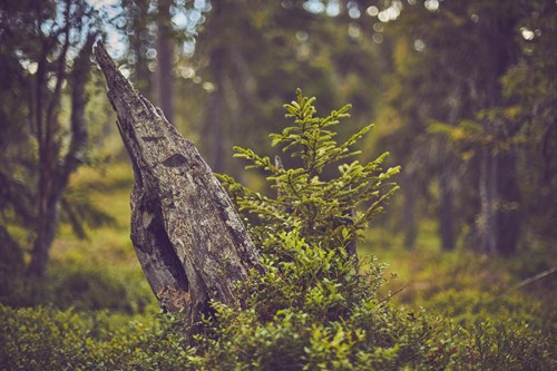 Graan Stubbe Spire